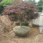 Permalink to: We Plant Trees and Get It Right the First Time Tree-planting