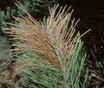 Permalink to: Tree Spraying for Water, Salt and Deer SaltDamage
