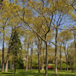Permalink to: Sterling Tree Spraying Program Tree Service-tall-trees