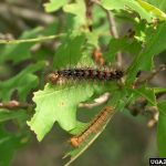 Permalink to: Tree Spraying for Insect and Disease Control gypsymothLeaf