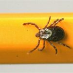 Permalink to: A Long and Dangerous Tick Season Predicted tick control on Long Island
