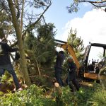 Permalink to: Treating Storm Damaged Trees tree damage and replacement