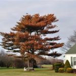 Permalink to: Salt Damaged Trees Can Be Saved salt damage tree